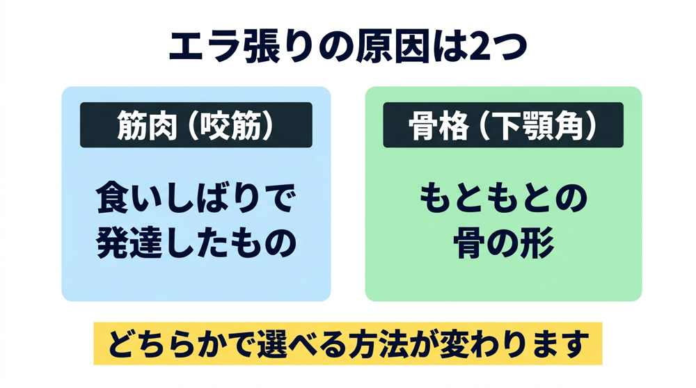 エラ張りの原因が筋肉(咬筋)の発達によるものと骨格(下顎角)によるものに分かれ、対処法が変わることを示した対比図